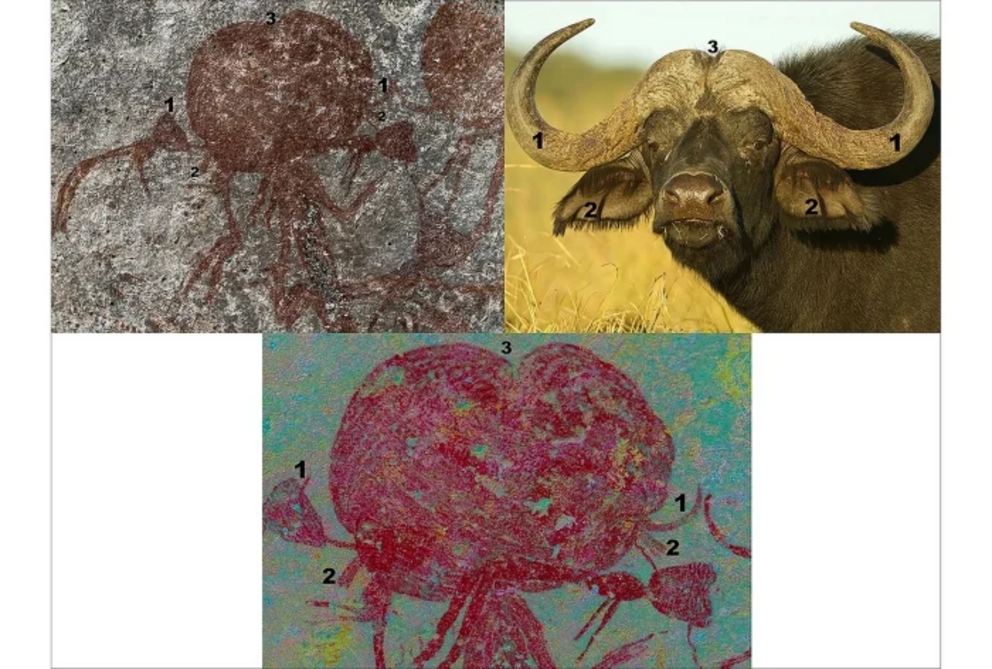 The similarities to buffalo heads.