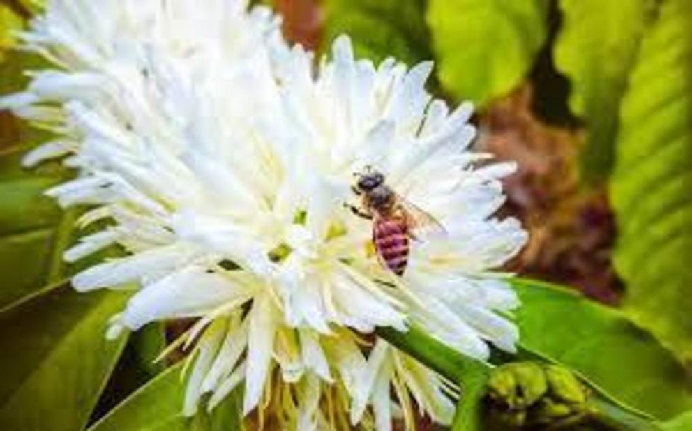 Bee on coffee flower.