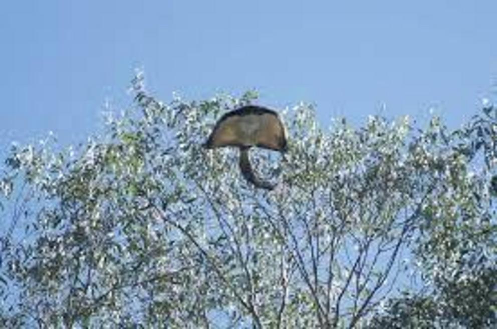 Greater gliders can glide over 100m between trees.