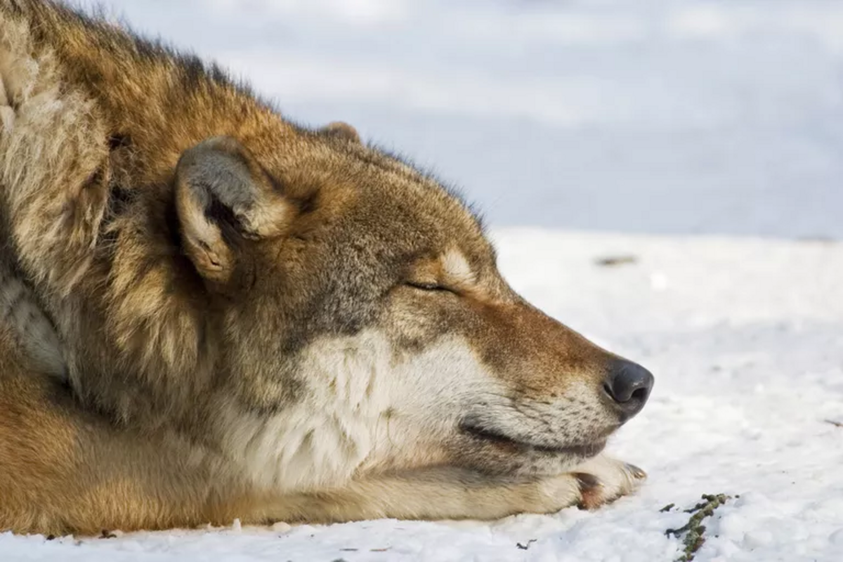 Though closely related, wolves and dogs sleep differently - Nexus Newsfeed