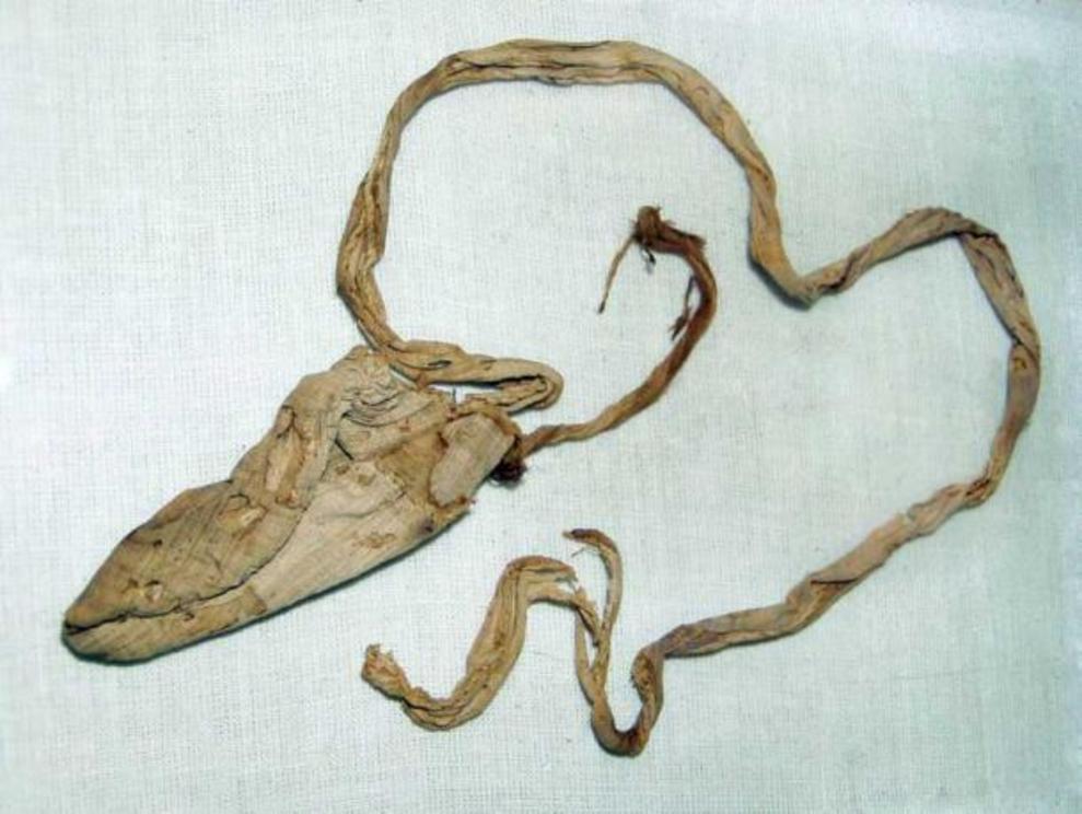 When excavating Tutankhamun’s tomb, archaeologists found a fine linen condom, which had been soaked in olive oil, and would have been attached to a string which tied around his waist. It dated back to 1350 BC. Experts are not sure if it was used for ritua