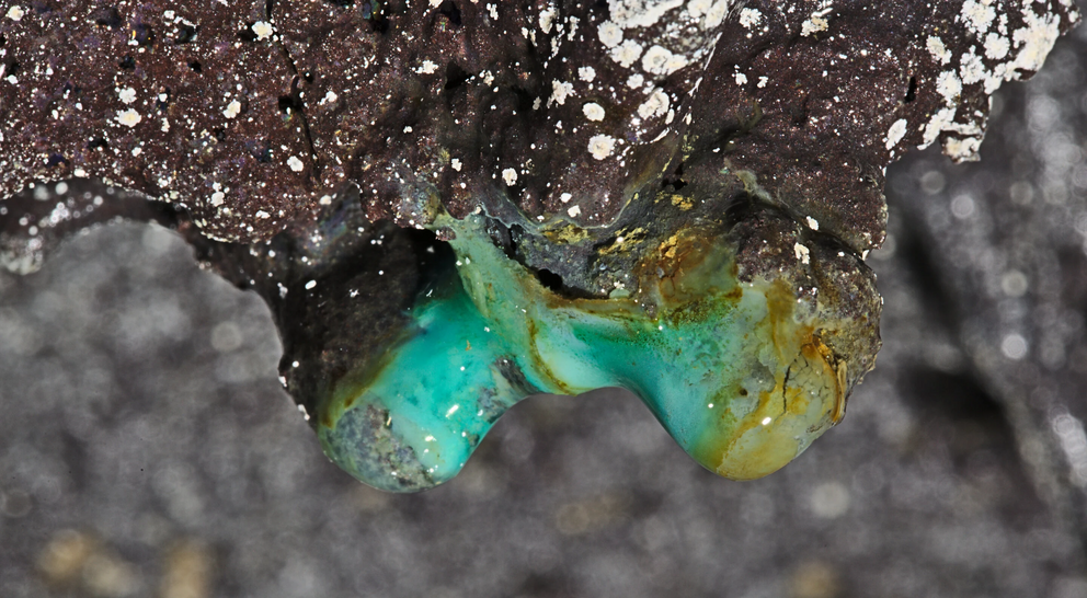 A stalactite formation in a Hawai?ian cave with white microbial colonies.