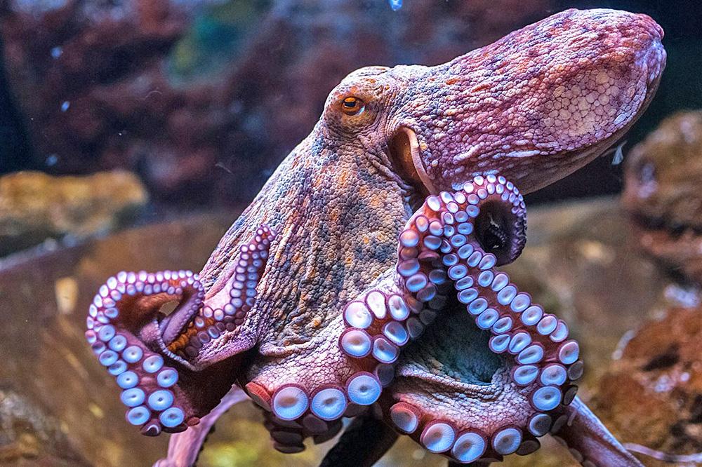 'Octopus humanoid' experience results in a lifetime of communication ...