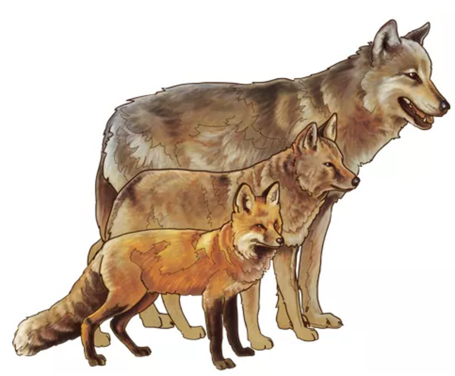 Wolves (back) are larger than coyotes (middle) and red foxes (front).