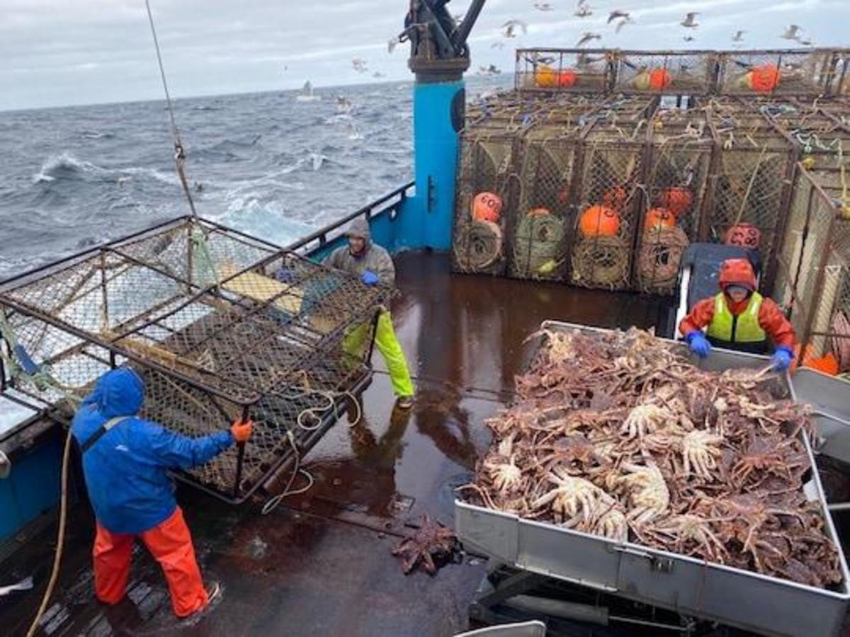Alaska’s snow crabs have disappeared. Where they went is a mystery