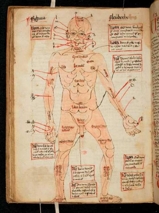 Diagram of the human body, showing the veins to be opened for bloodletting, 16th century.