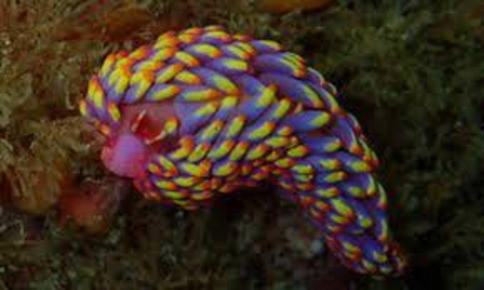 Babakina anadoni is a colourful species of sea slug in the family Babakinidae. The slug is a member of the aeolid nudibranch group, characterised by their bright colours and unusual shapes