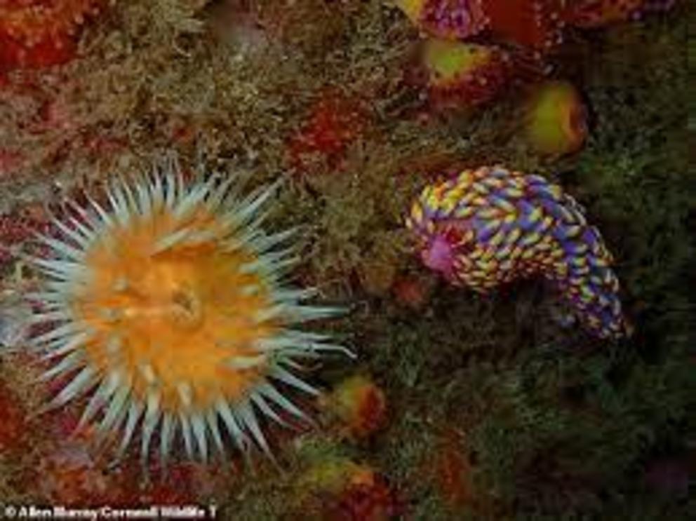 A specimen of Babakina anadoni (right), which is just 2cm long, was found by a diver off the coast of the Scilly Isles