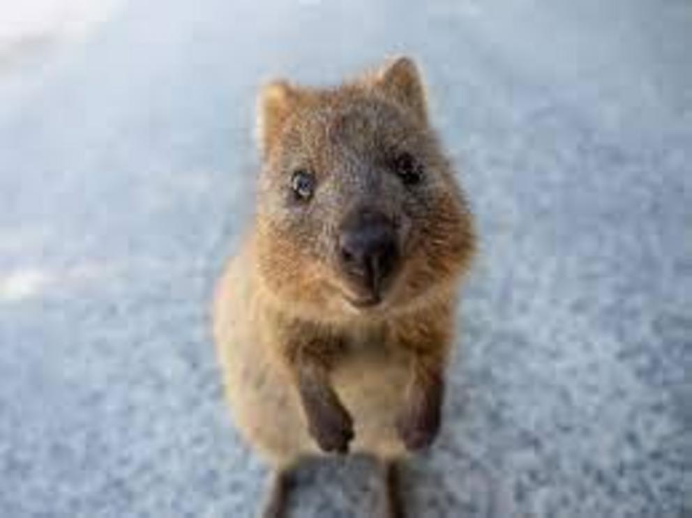 The new supercomputer is named after the iconic quokka.