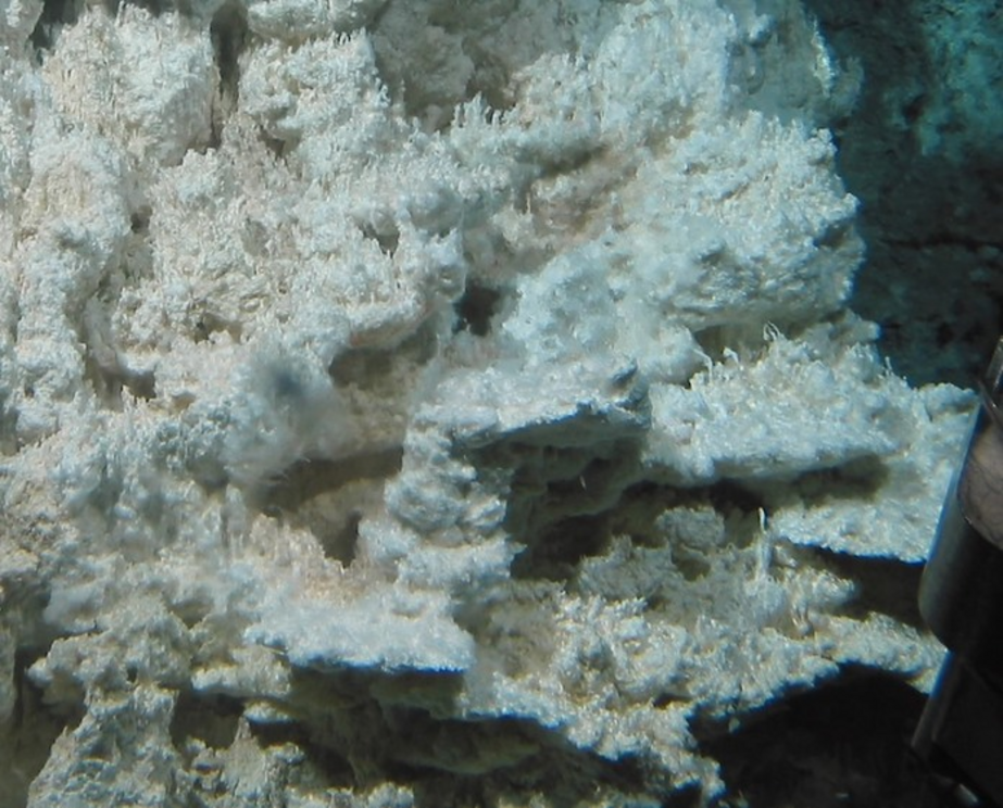 Strands of bacteria living on a calcite vent in the Lost City.