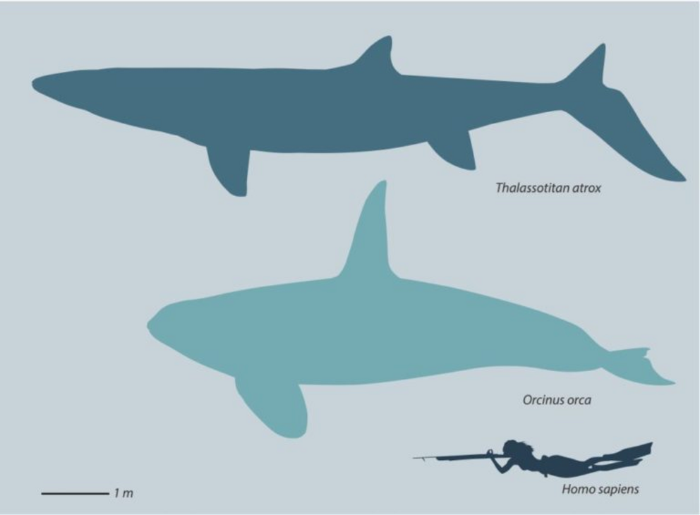 Chart showing the impressive size of Thalassotitan.