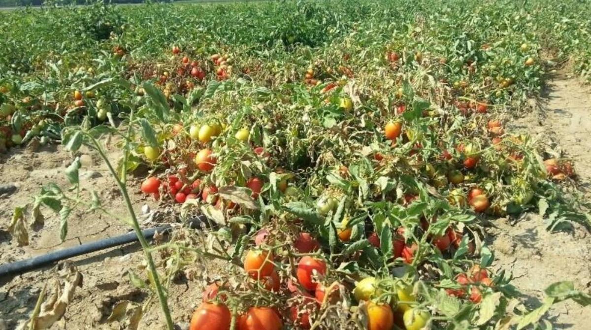 Tomato shortage emerges in droughtstricken Californian as ketchup