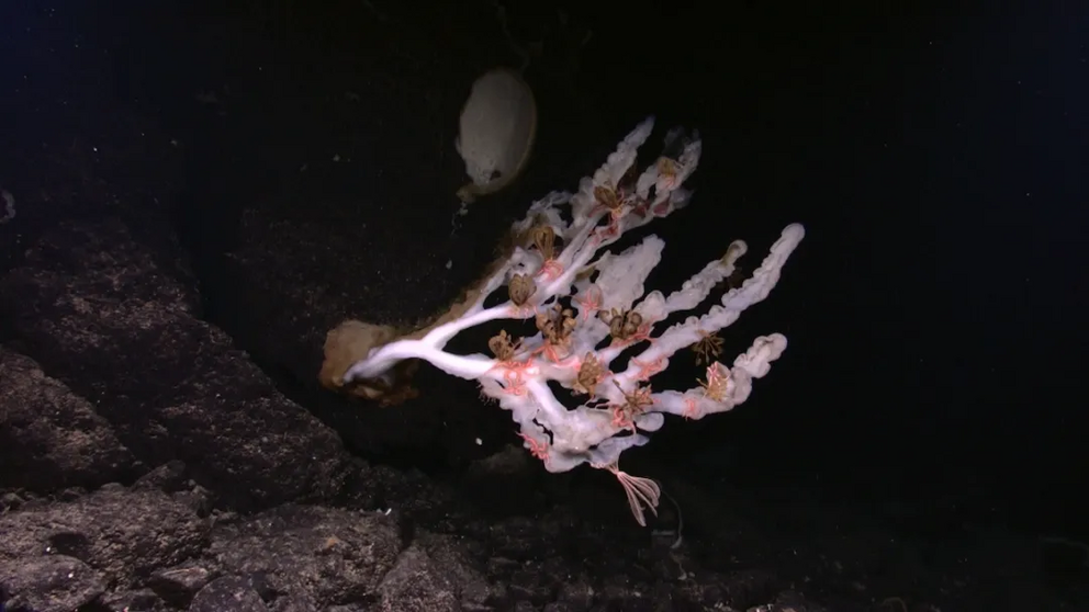 White sponge with brown crinoids, pink brittle stars, and a pink crinoid in the lower right. 