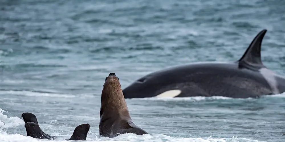 Dramatic footage shows orcas breaking an ice platform to trap and kill