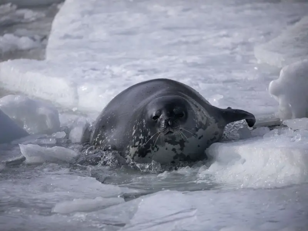 A Weddell Seal floats among pieces of ice in Antarctica on February 20, 2019.