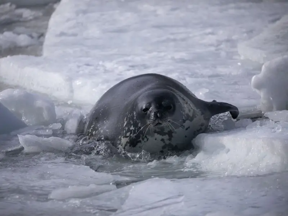 Dramatic footage shows orcas breaking an ice platform to trap and kill