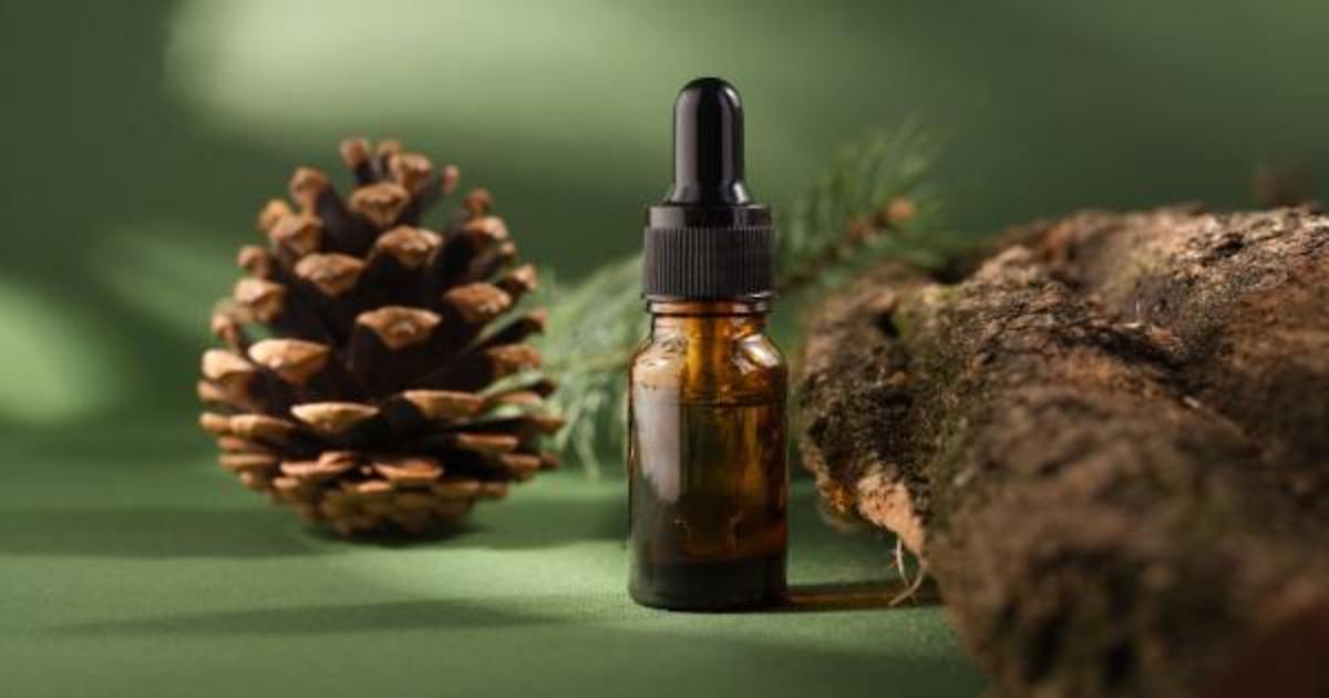 Eight benefits of pine bark extract for your brain Nexus Newsfeed