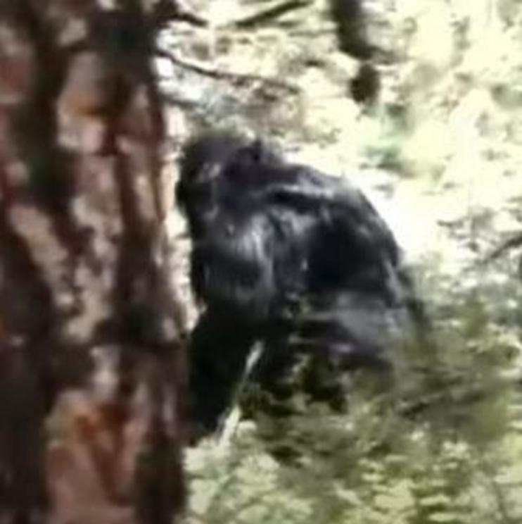 The Hoffman Sasquatch Video - British Columbia (Video / Screencaps ...