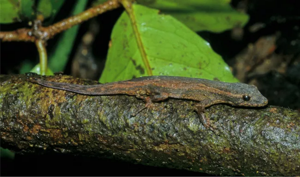 Lygodactylus salvi.