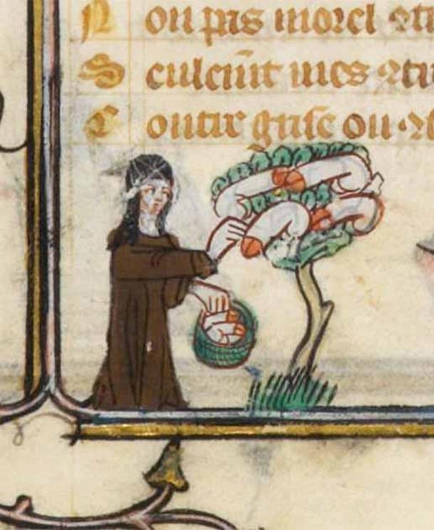 The Penis Tree. A nun harvests phalluses from a phallus tree in the Roman de la Rose, c. 1325-1353.