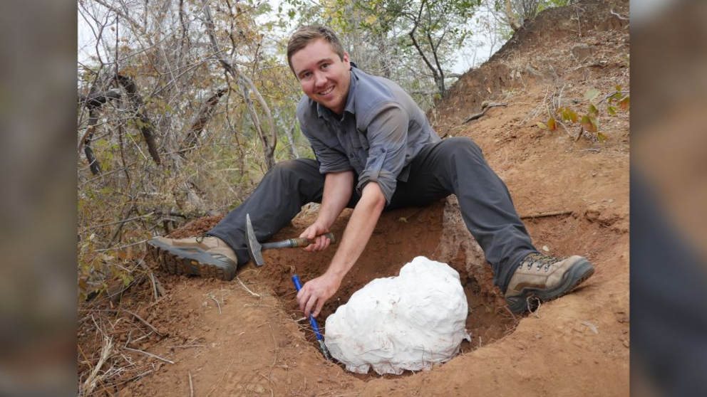 Study first author Christopher Griffin excavates some Mbiresaurus raathi fossils, seen here wrapped in a plaster field jacket, in 2017.