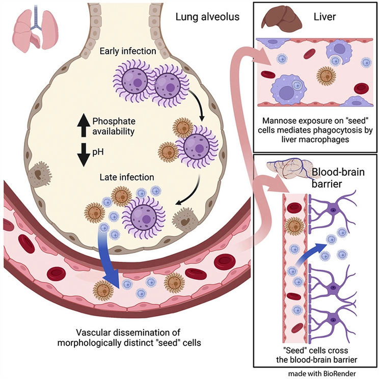 Vascular dissemination of seed cells.