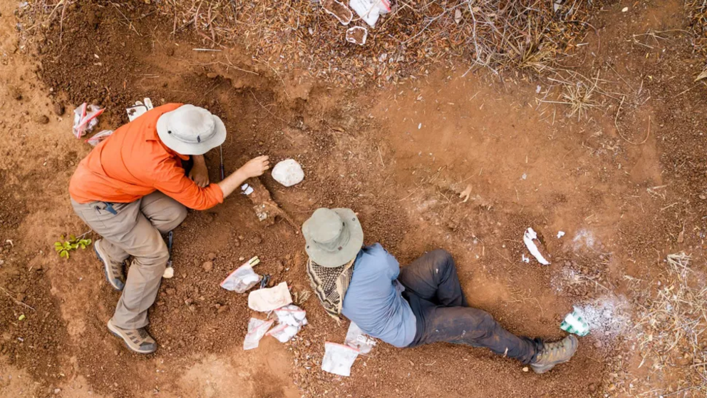 Paleontolgist Sterling Nesbitt (left) and Christopher Griffin (right) excavate the remains of a herrerasaurid dinosaur in 2019.