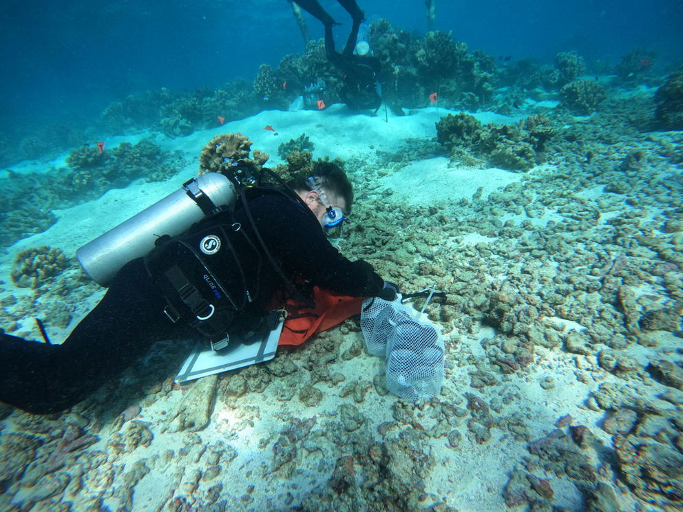 As part of a project to test human environmental DNA detection, a researcher samples the sea floor near a wreck near Saipan.