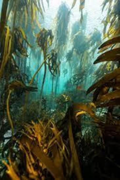 Ocean forests take up vast quantities of carbon dioxide, and some of it may be sequestred for long periods of time.