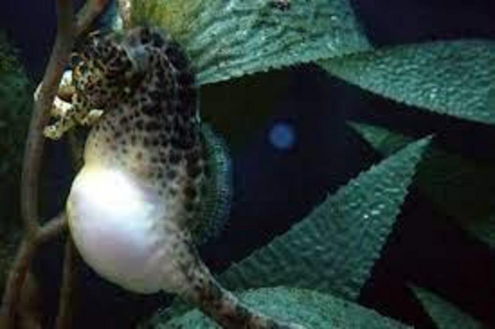 A male seahorse with his pouch filled with water in a mating display.