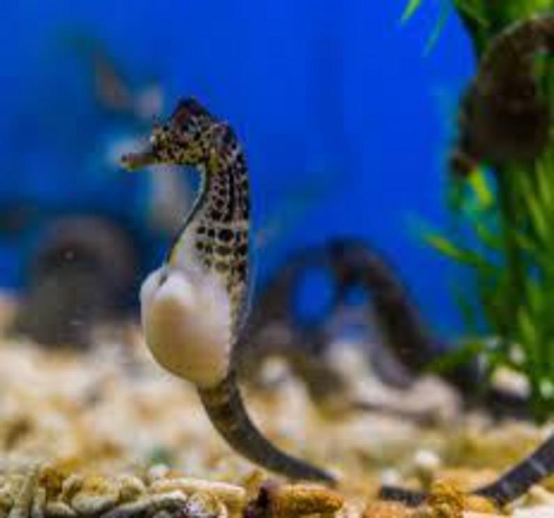 Male seahorses give birth, but they don’t do it the way female animals do.