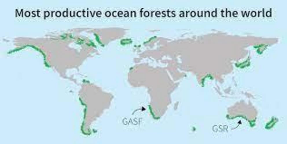 Only a few of the world’s most productive forests, such as the Great African Seaforest (GASF) and the Great Southern Reef (GSR), have been recognised and named.