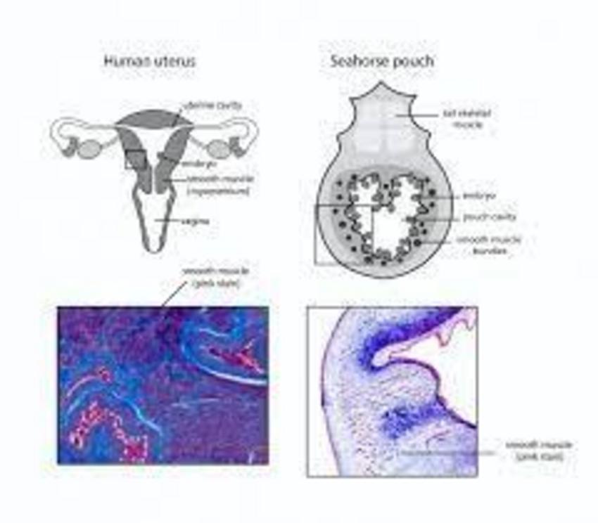 In the human uterus (left), the entire outer layer is comprised of smooth muscle. The seahorse pouch (right) only has small smooth muscle bundles scattered throughout the outer layers of the pouch.