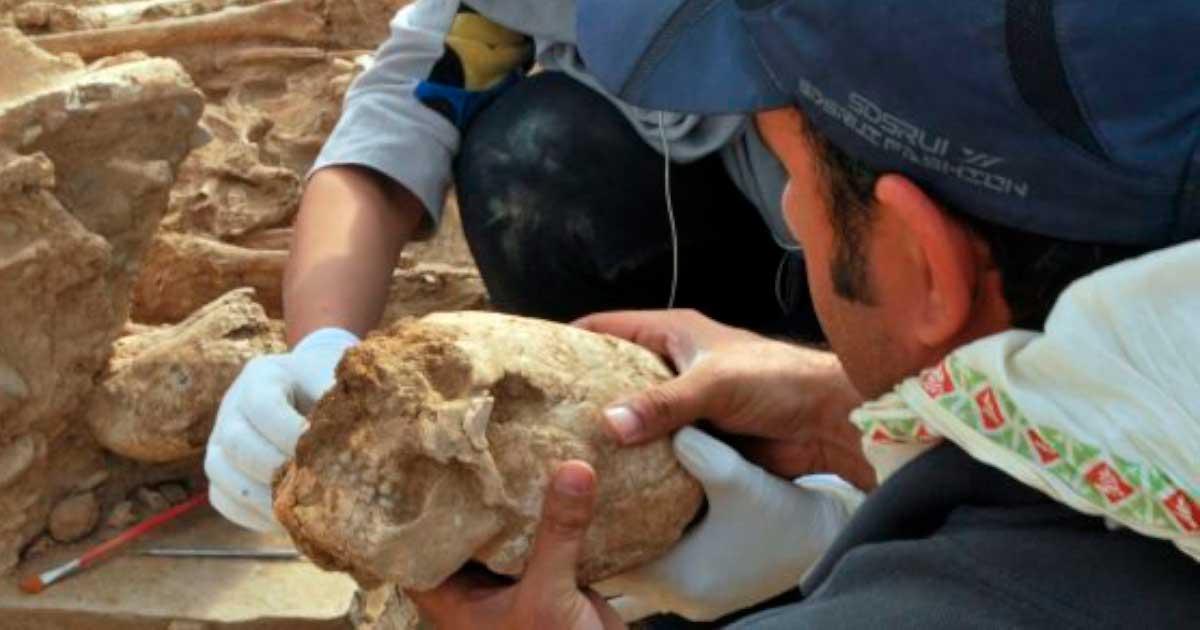 Intentionally Deformed Skulls Dug Up In Odd Neolithic Iranian Cemetery ...