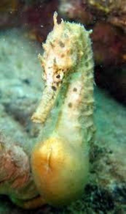 A male seahorse with his pouch tightly closed.