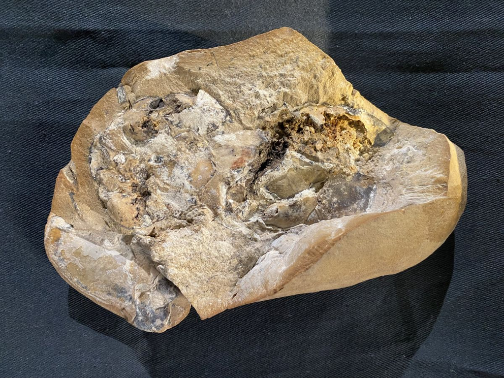 This is the fossil in which an almost perfect, three-dimensional arthrodire heart was found.