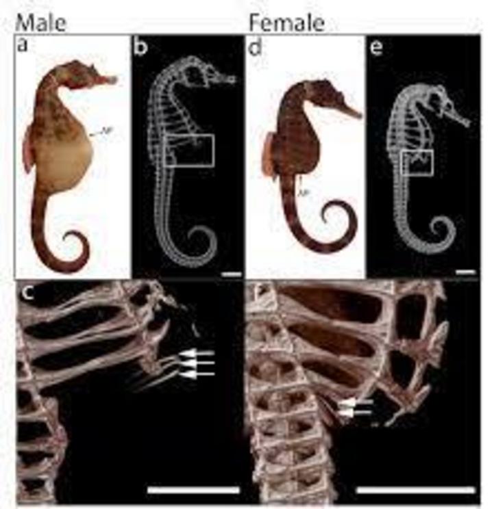 The skeleton of the male seahorse appears to be adapted for giving birth.