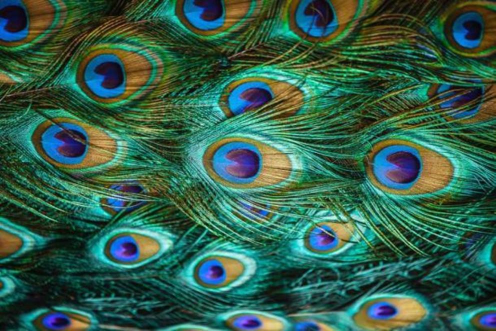 Greek mythology has it that the eyes of Argus were preserved for eternity by Hera by placing them within the feathers of a peacock.