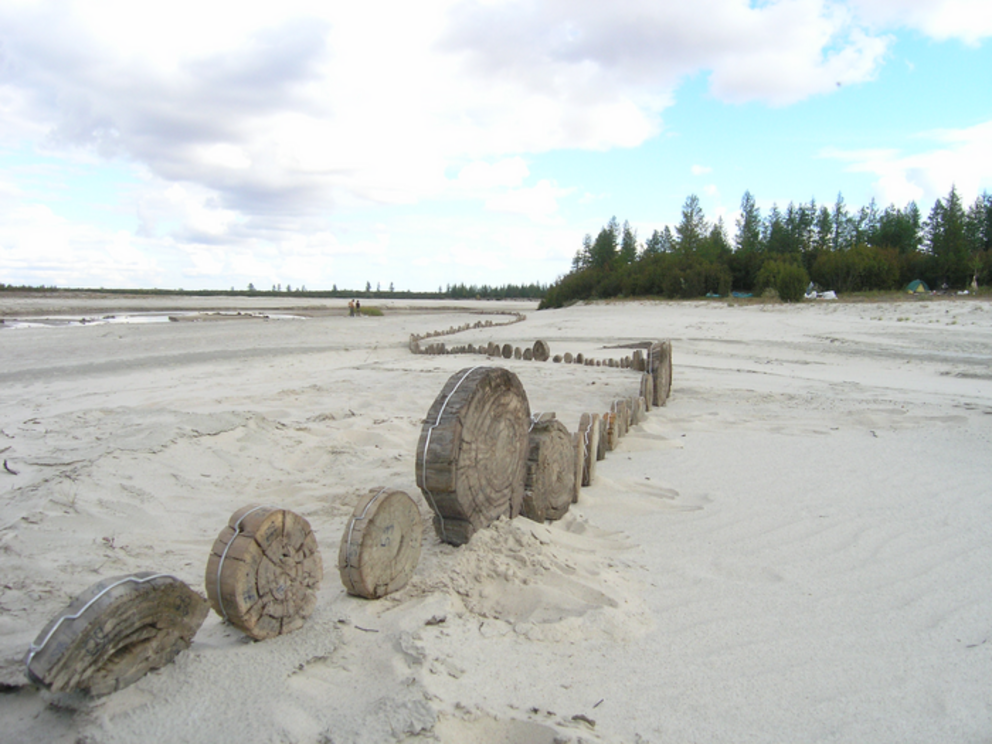 The researchers set slices of the tree trunks up to dry.