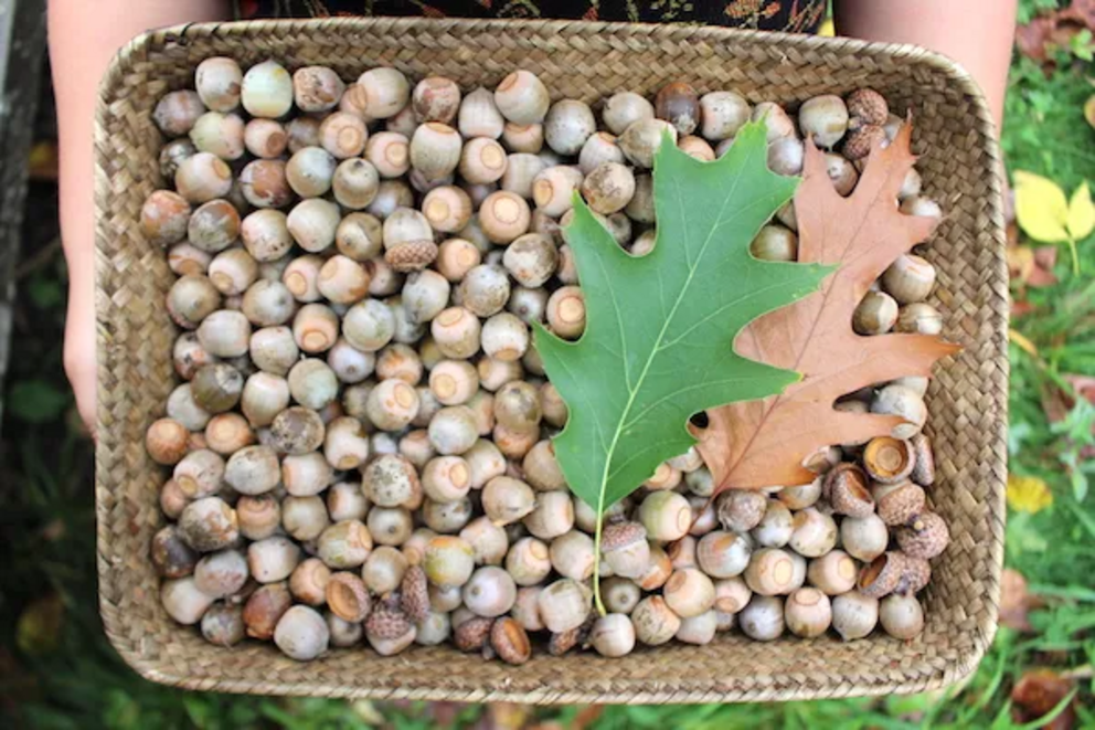 Basket of wild-harvested acorns before they’re made into flour