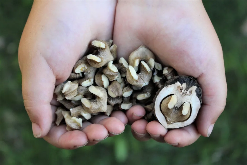 Wild foraged black walnuts