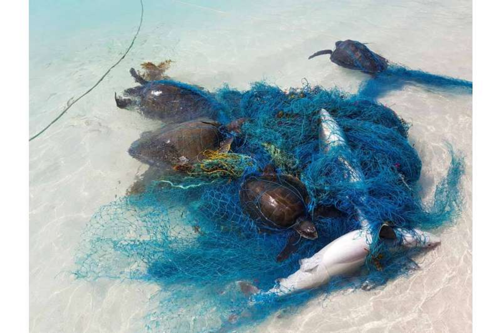 Victims of ghost fishing.