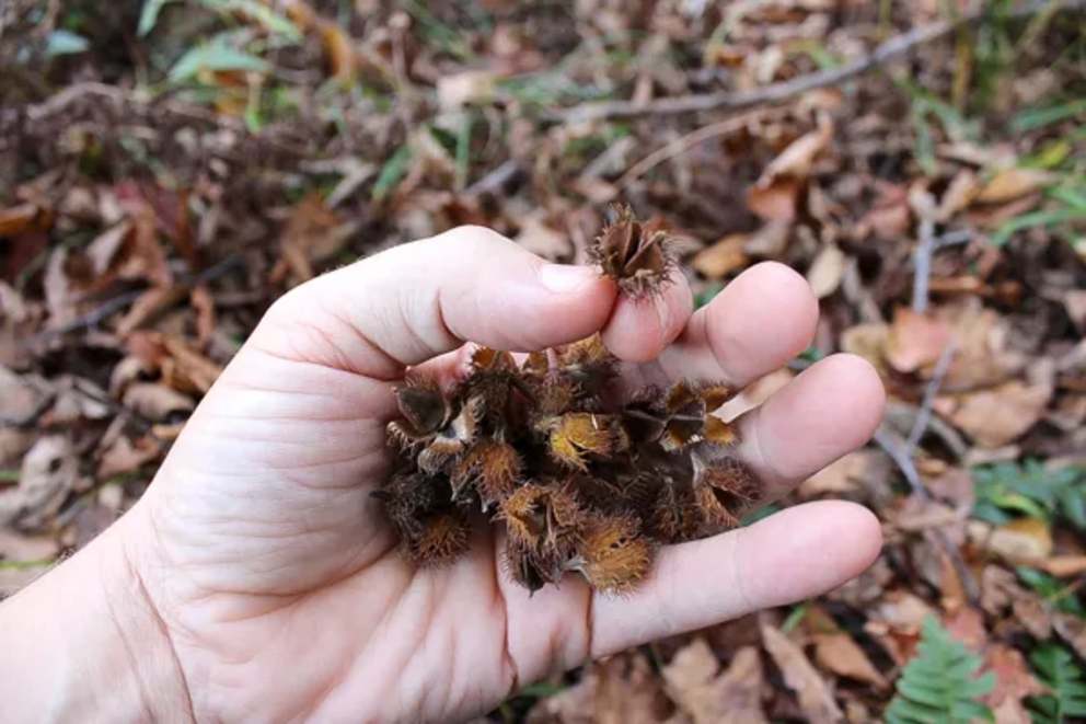 A handful of beechnuts with the outer husks still on. Note that there are two tiny nuts in each outer husk. Occasionally you’ll find husks with 3 nuts inside.