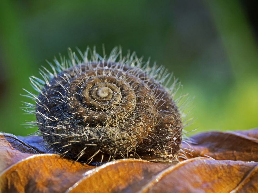 A modern day hairy snail, Trichia hispida.