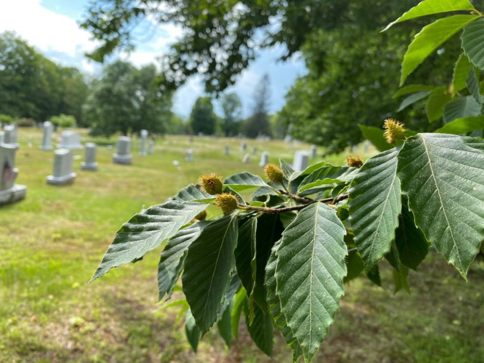Beechnuts in a graveyard