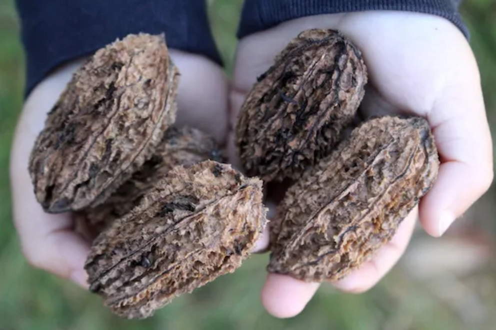 My two year old son holding a few wild foraged butternuts (husked, cured and dried)