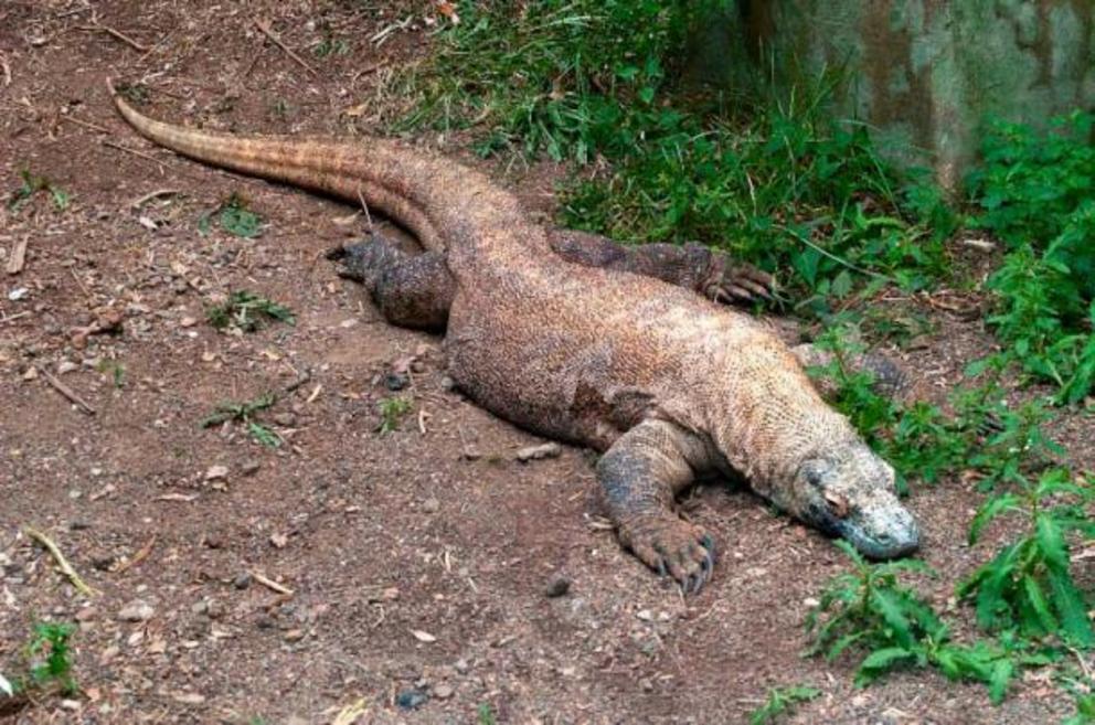 From cryptid to captured: A Komodo dragon at the Louisville Zoo, Kentucky, United States