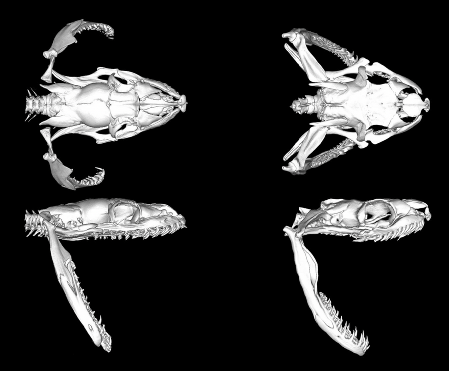 CT scans of Burmese python jaws.