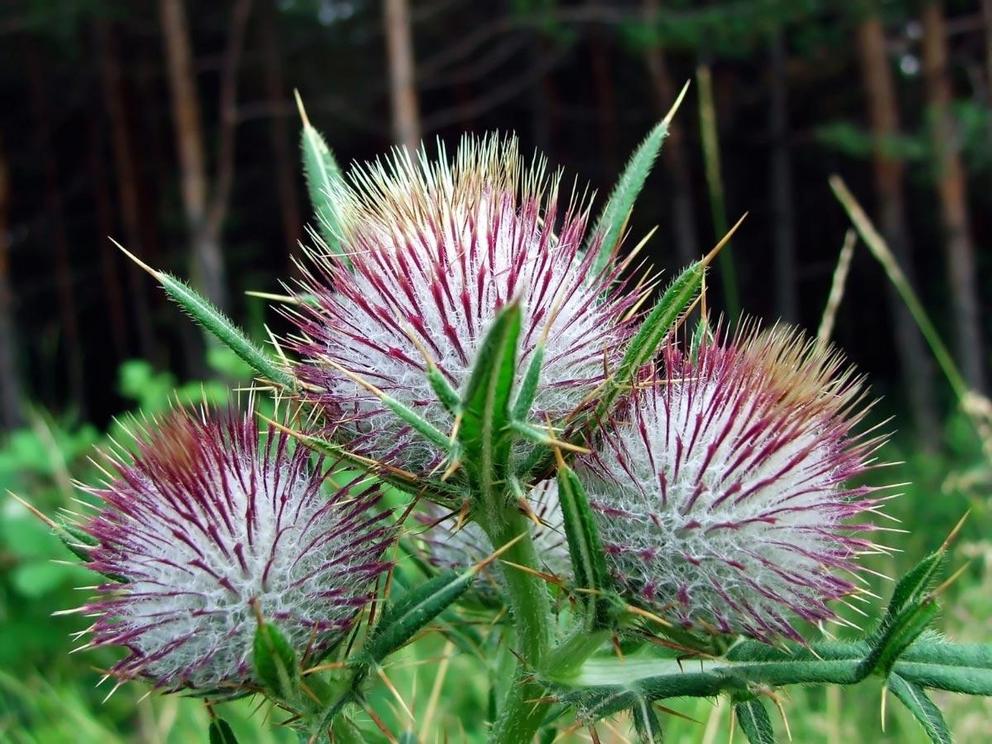 Five weeds that possess medicinal properties Thistle-1666989028797