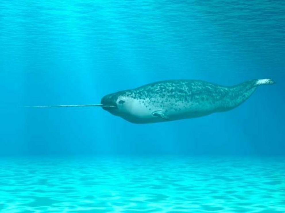 Unicorns are still cryptids, but the ocean dwelling narwhal may have inspired unicorn legends. Its hard, pointed tusk is quite distinctive.